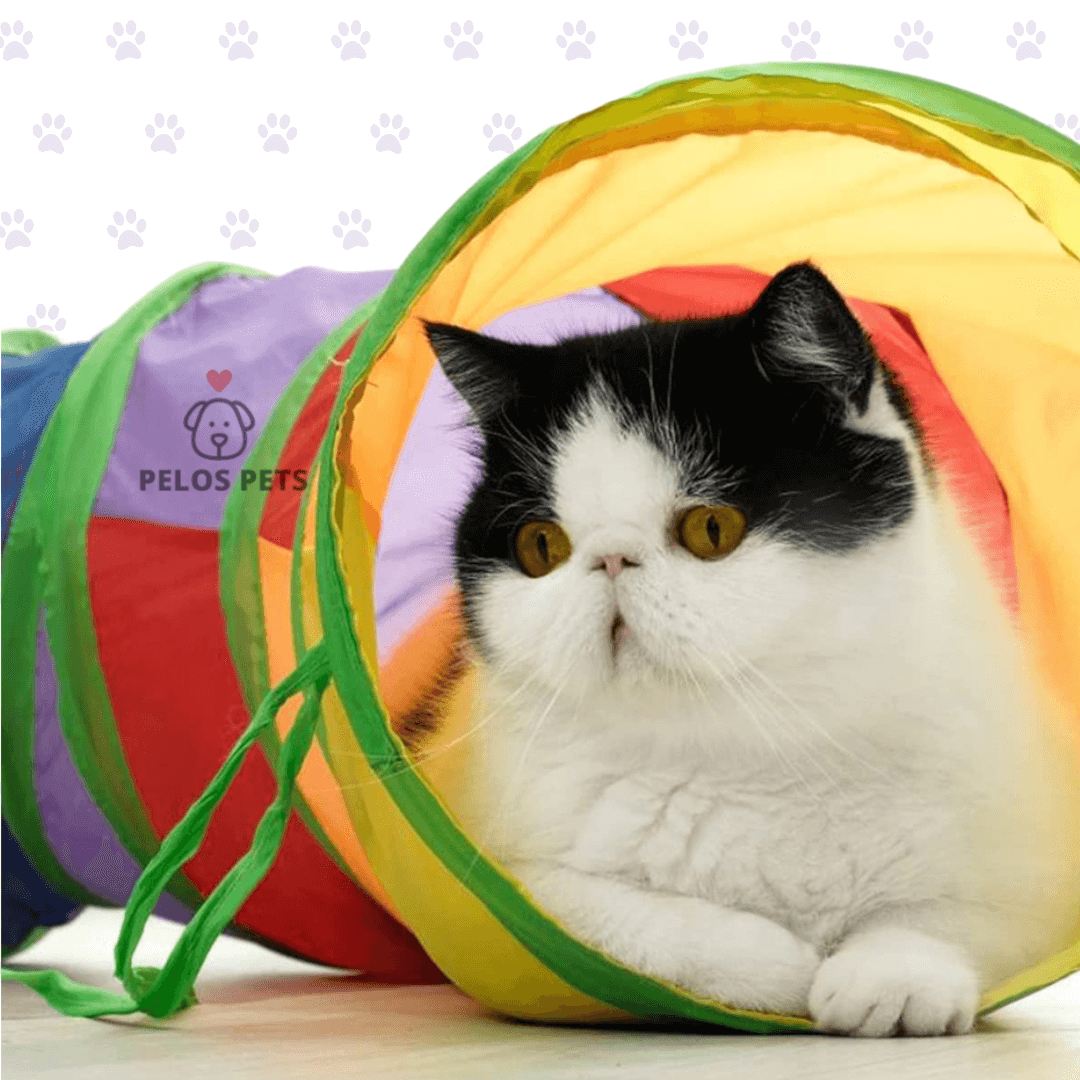 Tunni Cat - O caminho para a felicidade do seu gatinho.